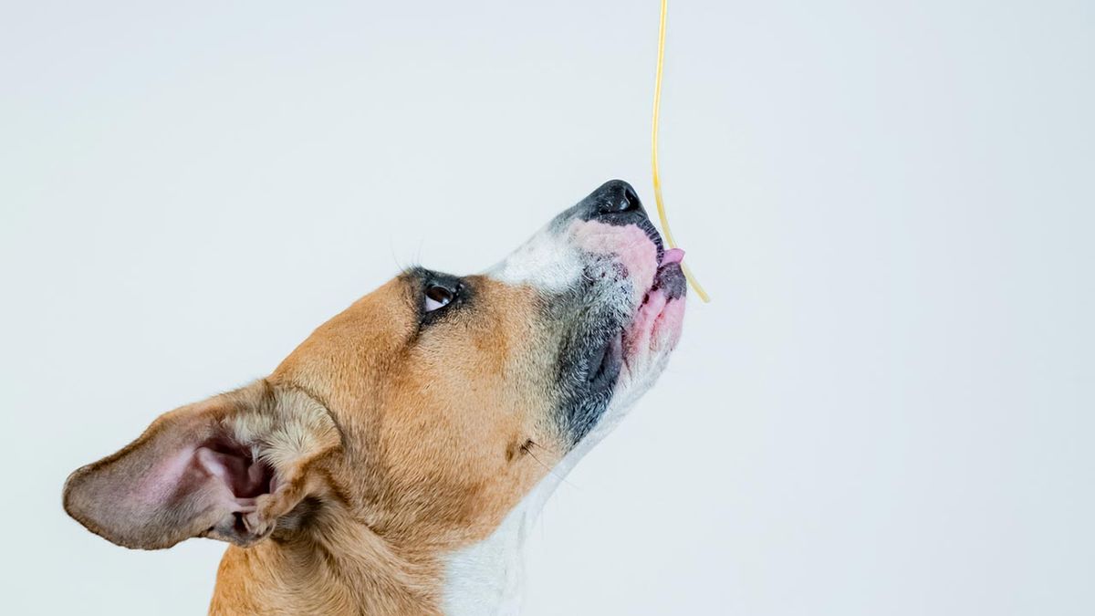 comida sostenible perros 1