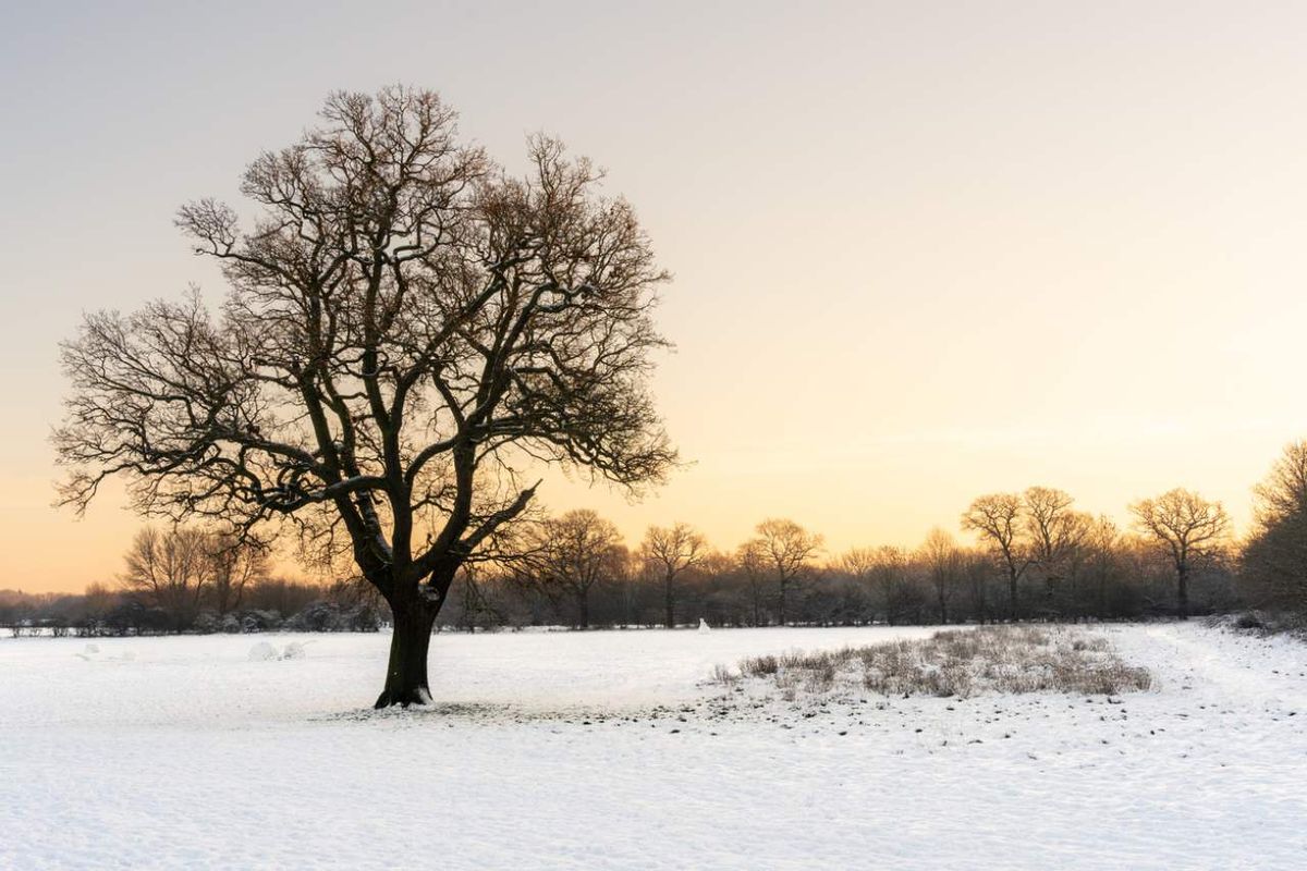 Árbol en entorno invernal