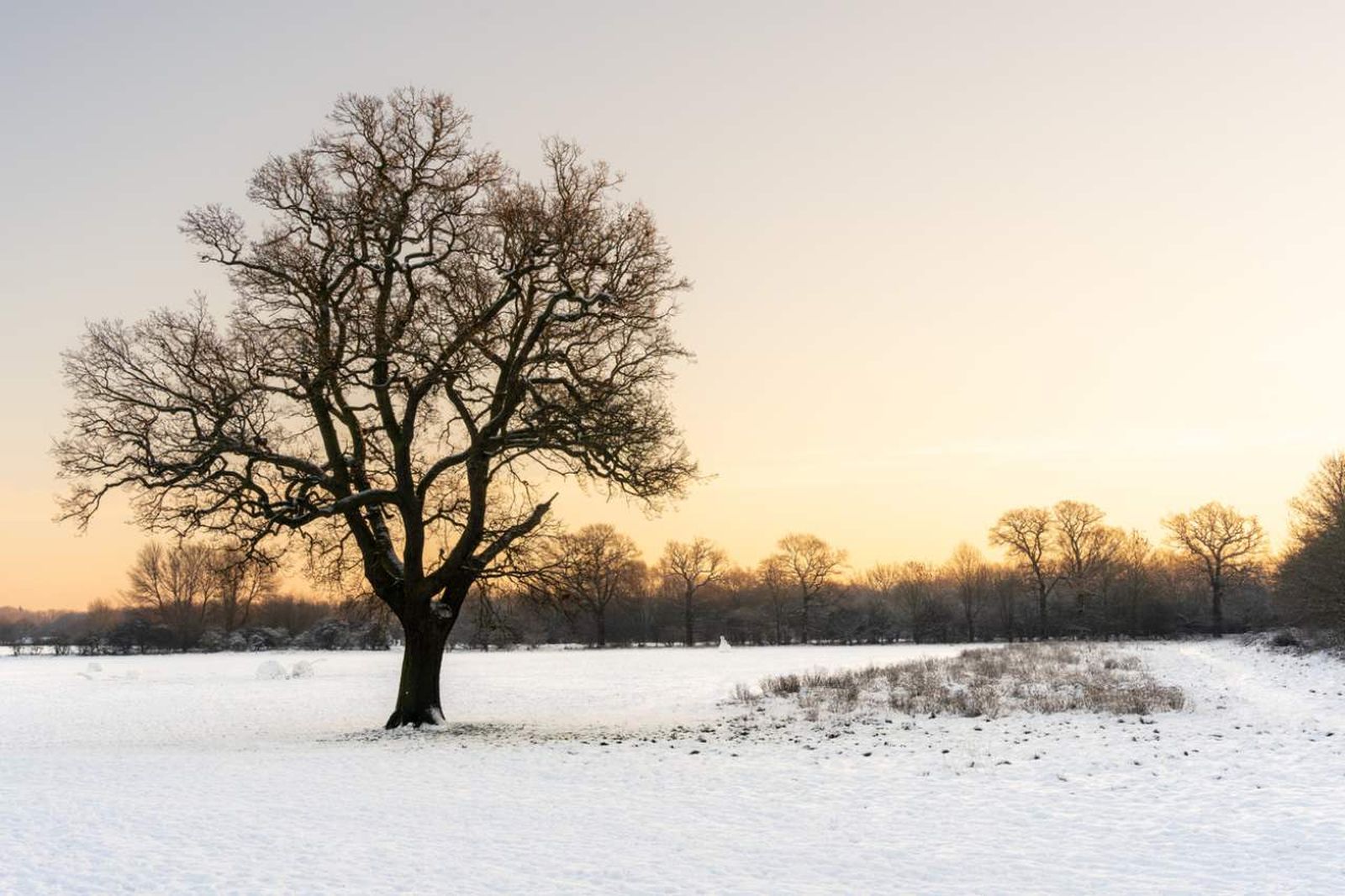 Árbol en entorno invernal