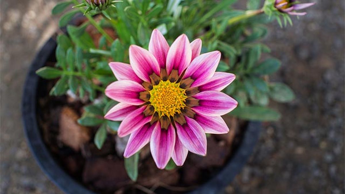 gazania en maceta
