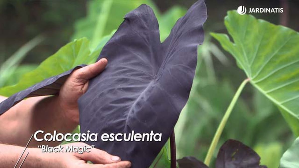 colocasia esculenta black magic brico 1008
