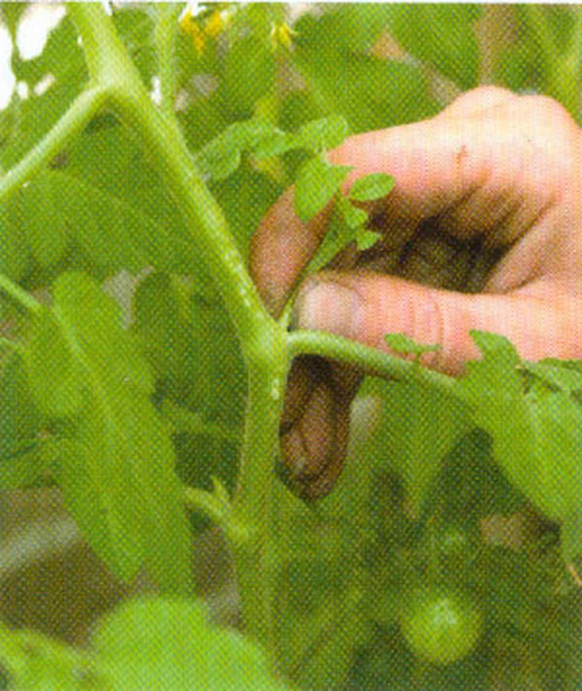 Cultivar tomates en bolsas 3