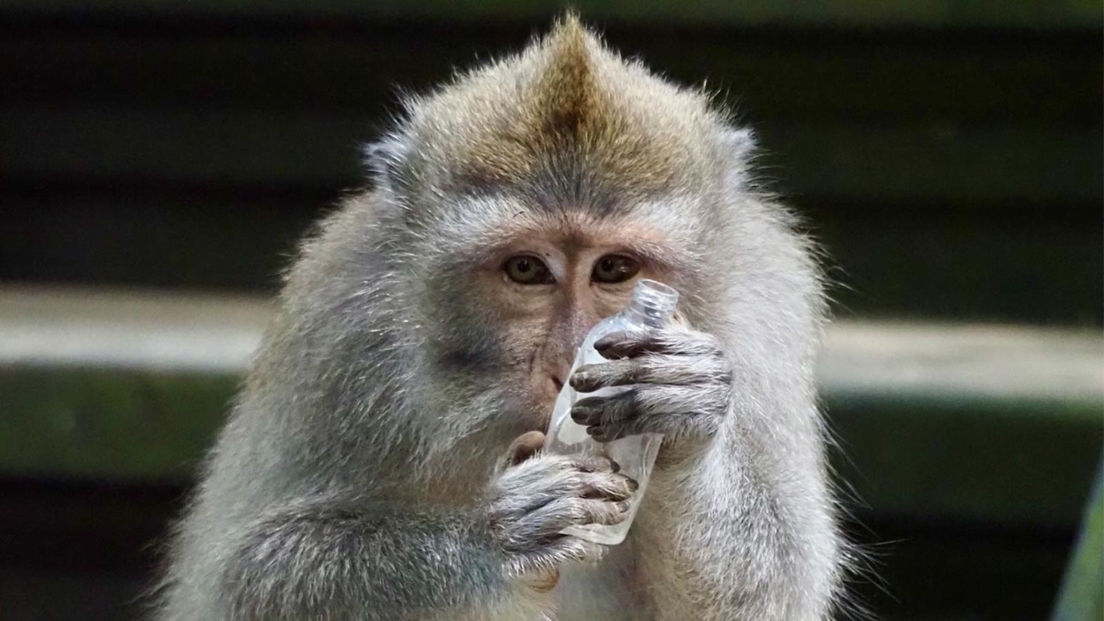 monos alcoholicos 6