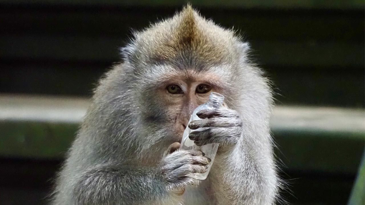 monos alcoholicos 6