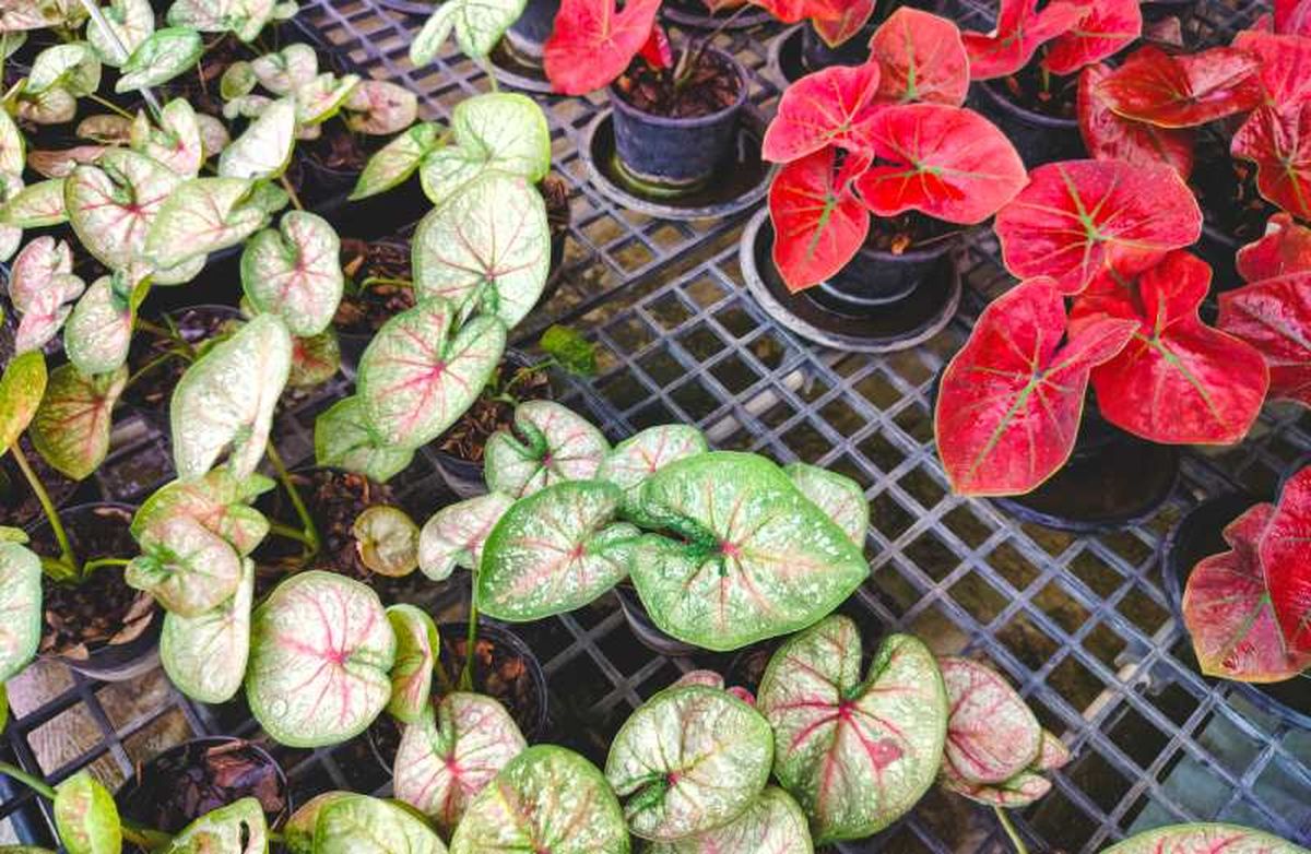 Existen 12 especies distintas de caladio