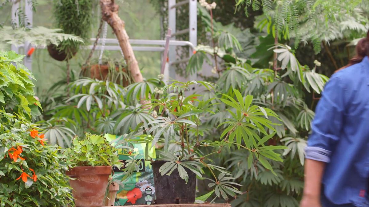 brico 928 3 begonia luxurians enfermedades