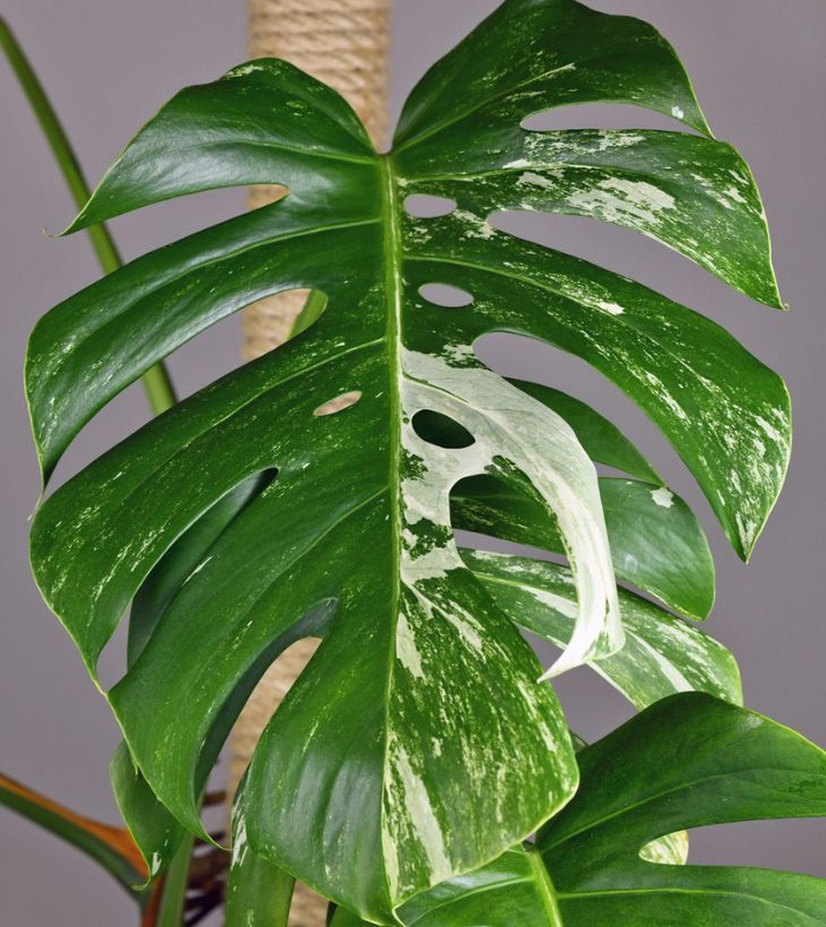monstera deliciosa variegata tutor