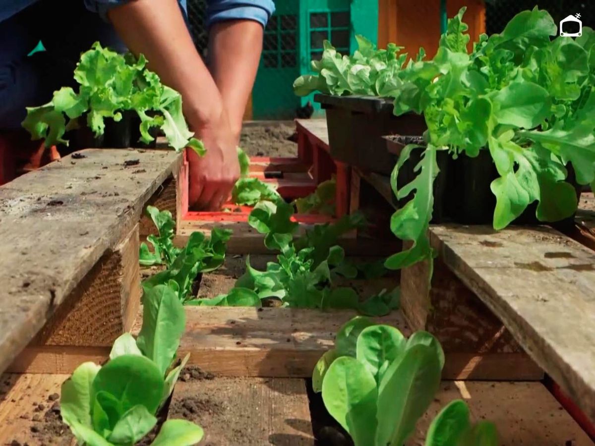 Los palets pueden ser muy prácticos para el cultivo de la lechuga.