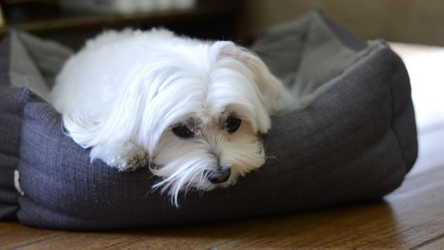bichon maltes 9