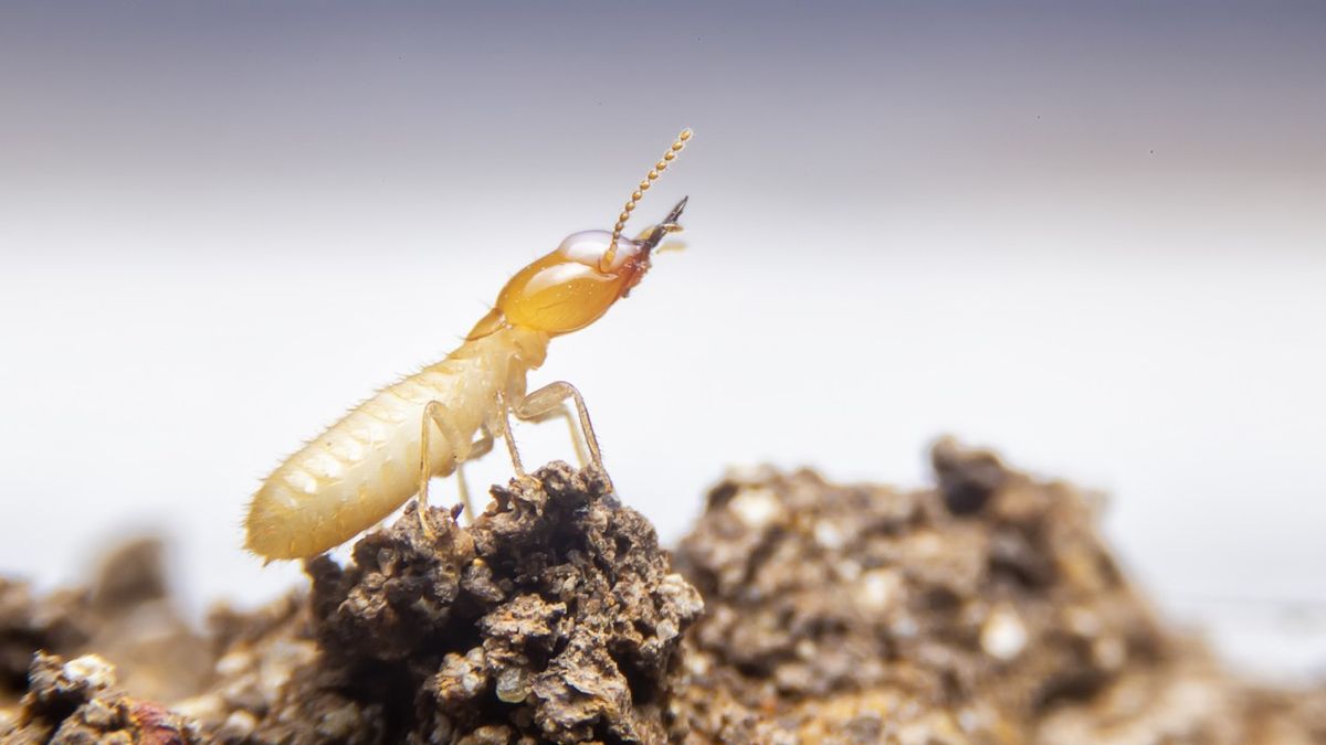 repelente natural contra termitas