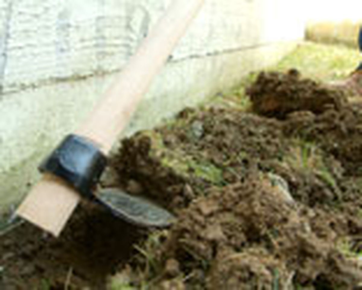 462 pied nat ext p10