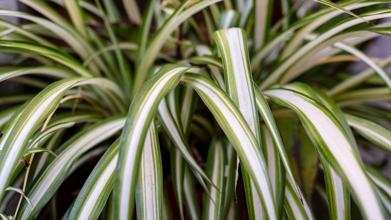 planta cinta cuidados caracteristicas