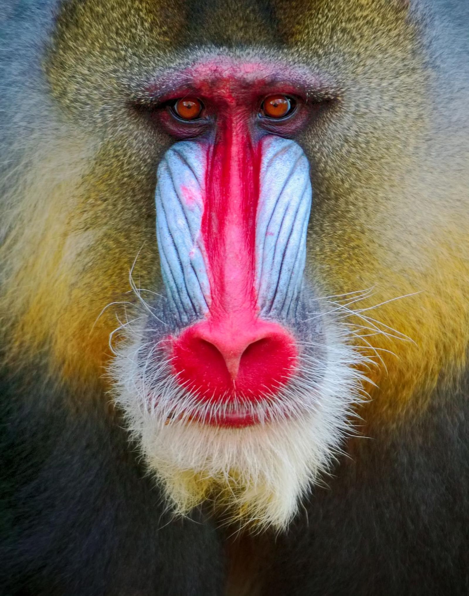 Mandril (Mandrillus sphinx).