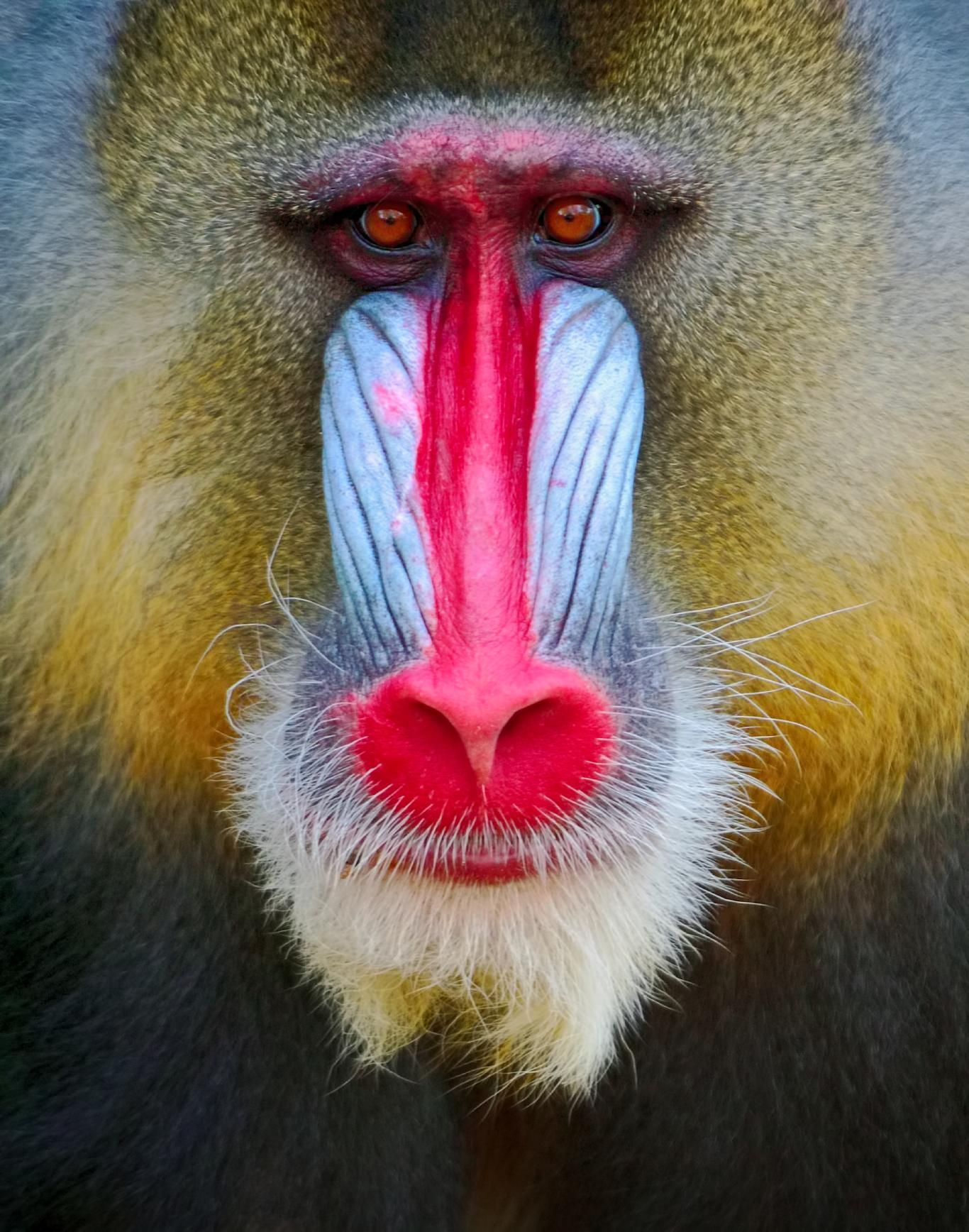 Mandril (Mandrillus sphinx).