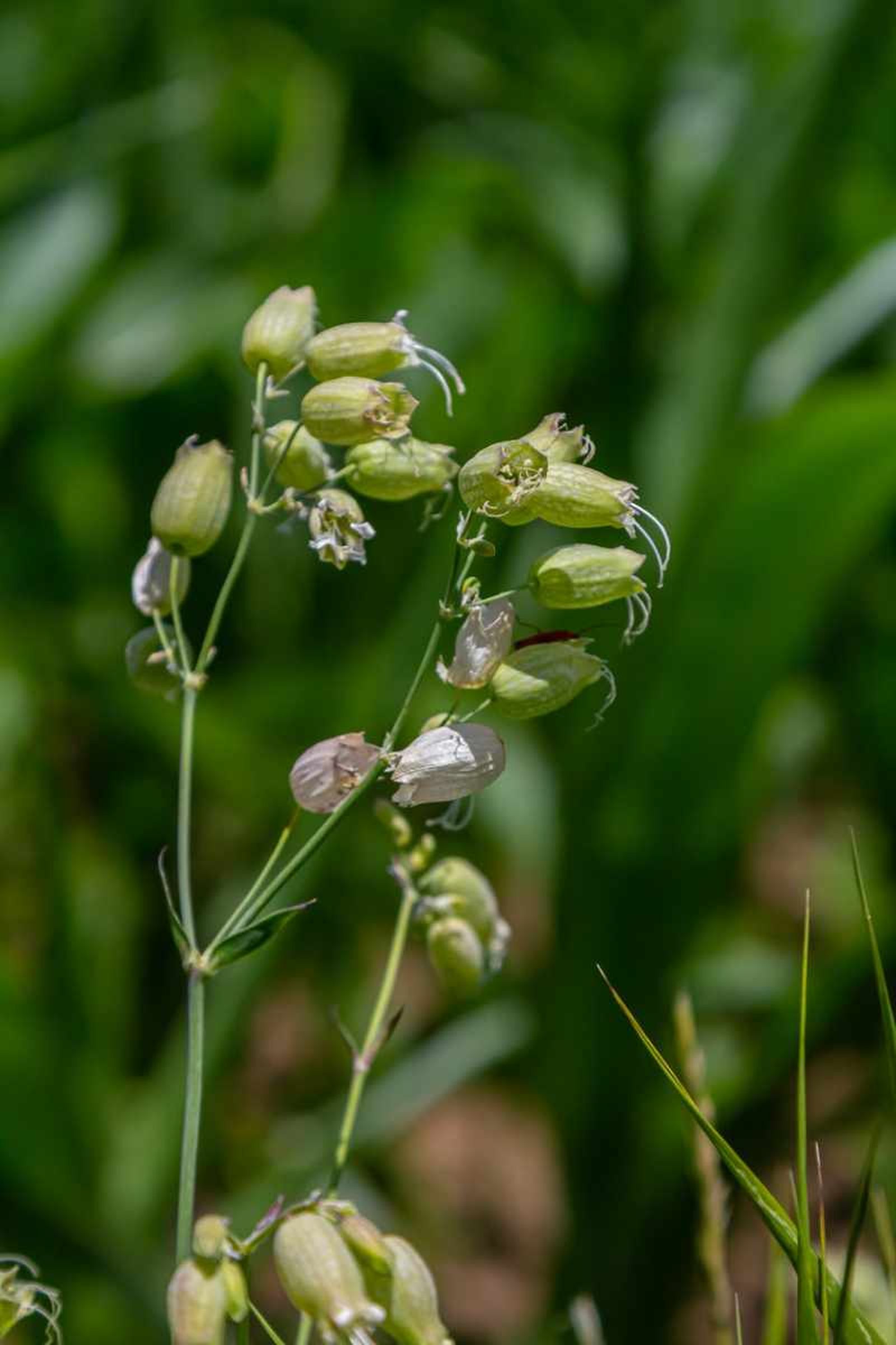 Silene vulgaris.