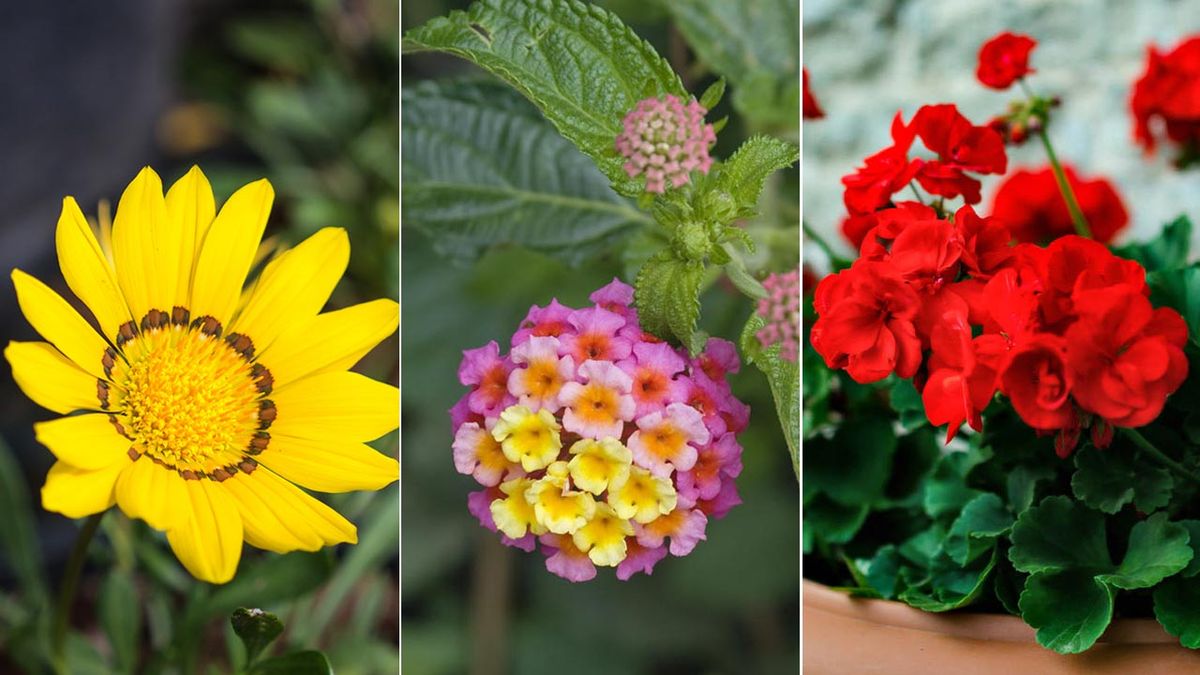 flores gazania lantana geranio