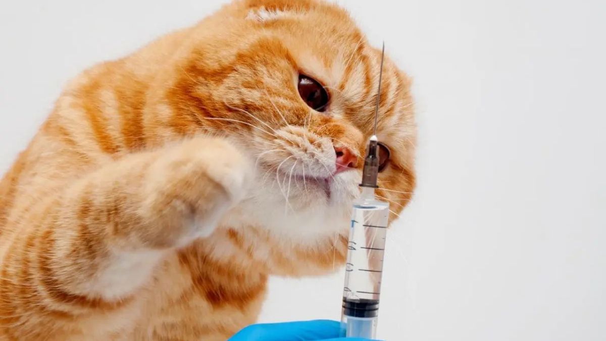 vacunas para gatos ok