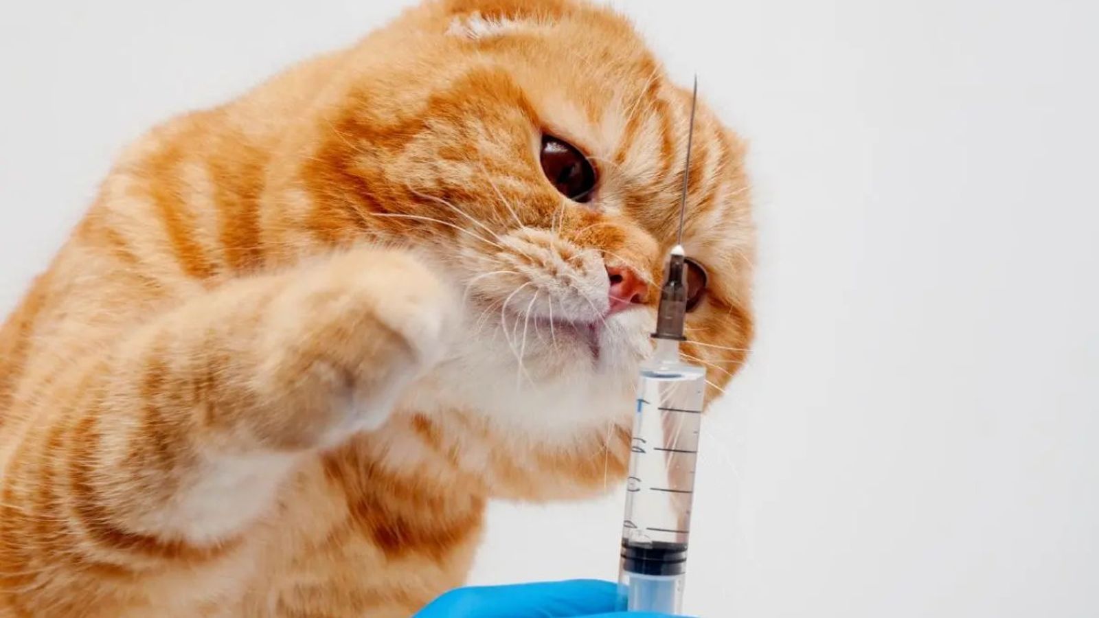 vacunas para gatos ok