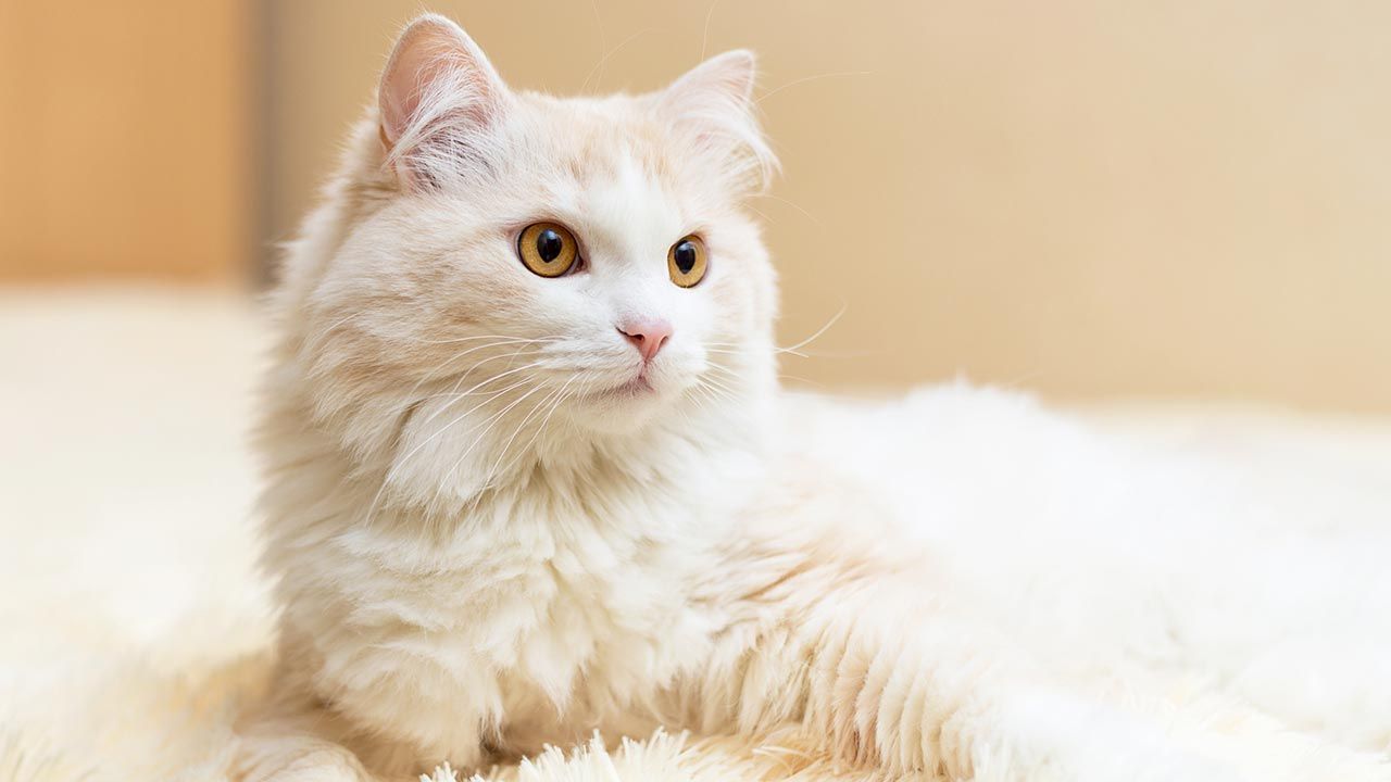 los gatos que mejor se adaptan a una casa con ninos angora turca