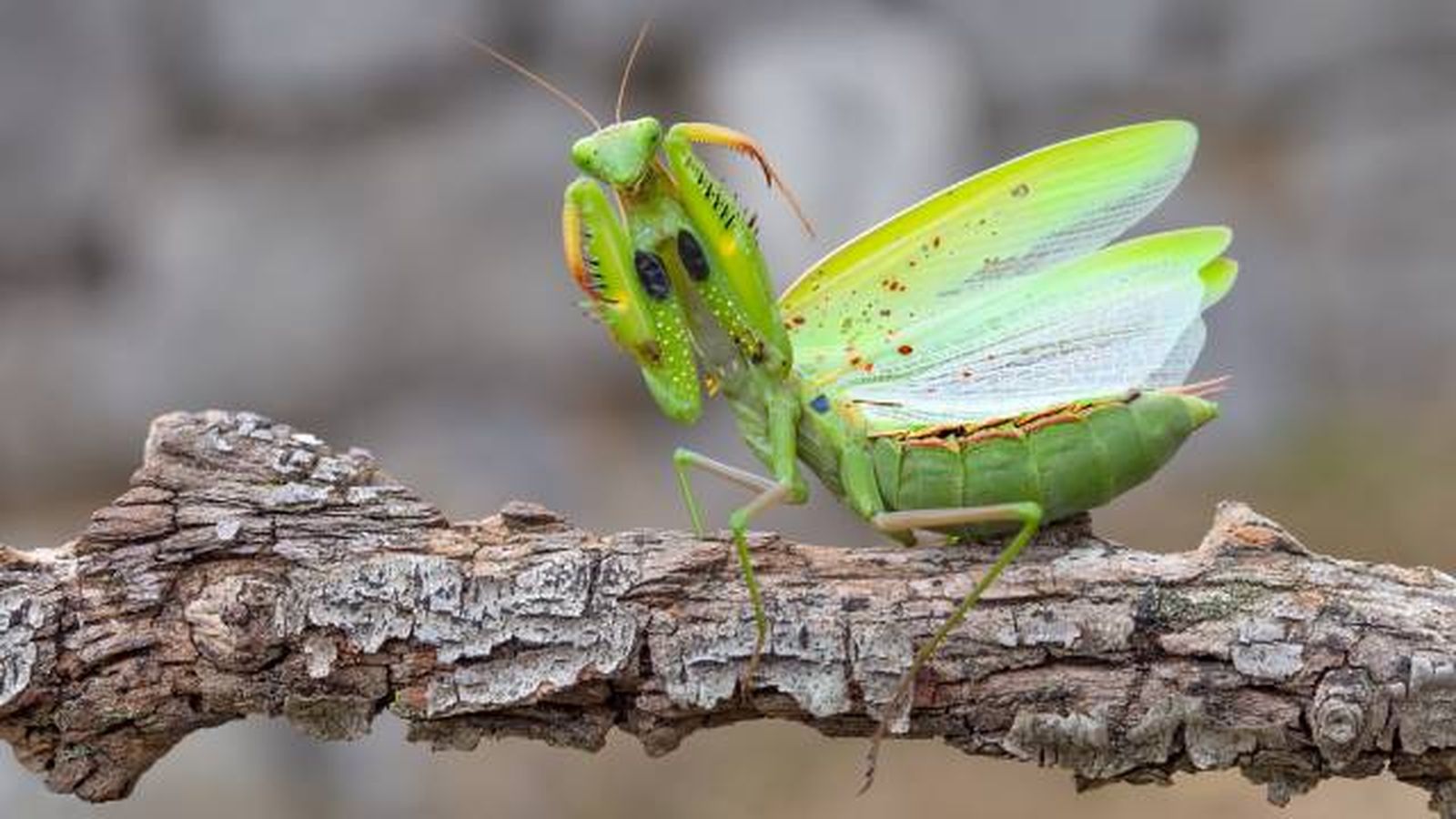 animales que empiezan por M mantis religiosa
