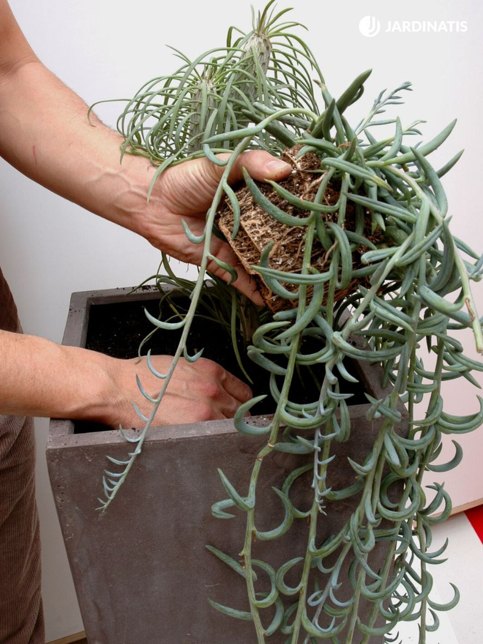 composicion con senecio radicans deco 191