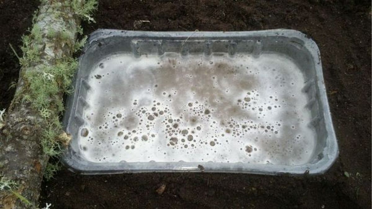 trampa para caracoles diario dun neno labrego