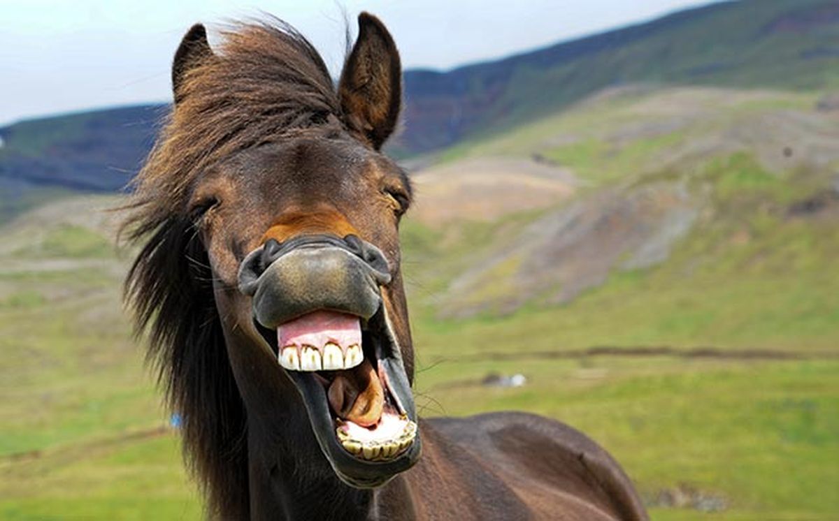 animales felices 15 caballo