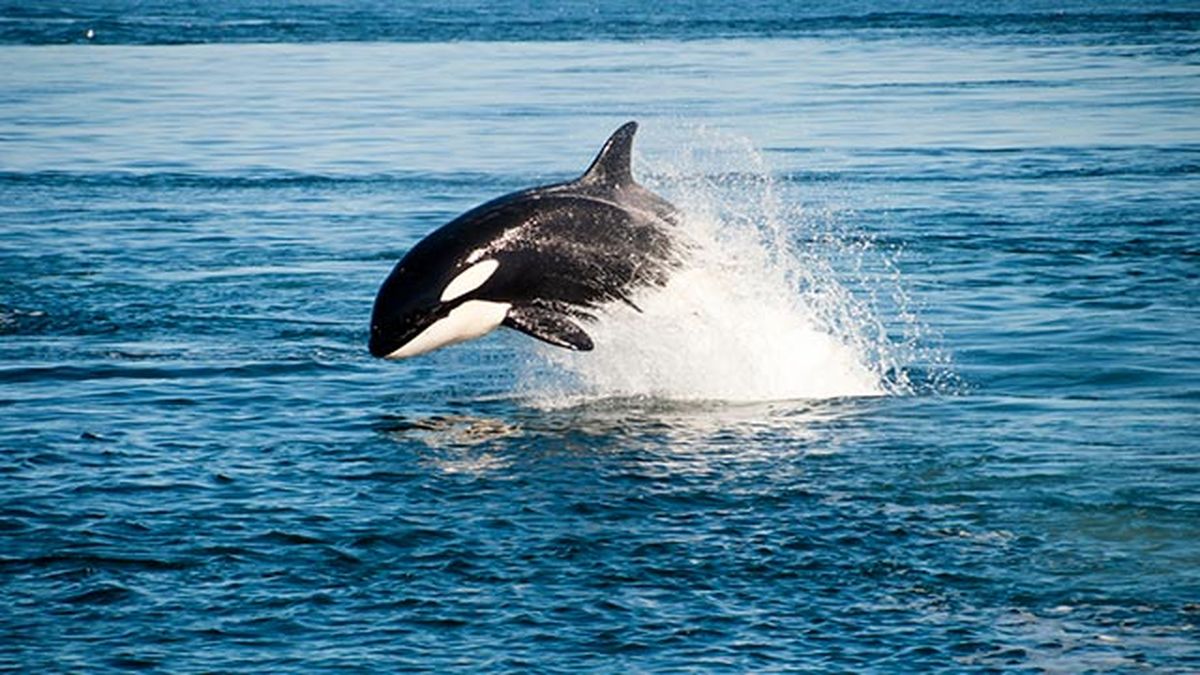 orca saltando