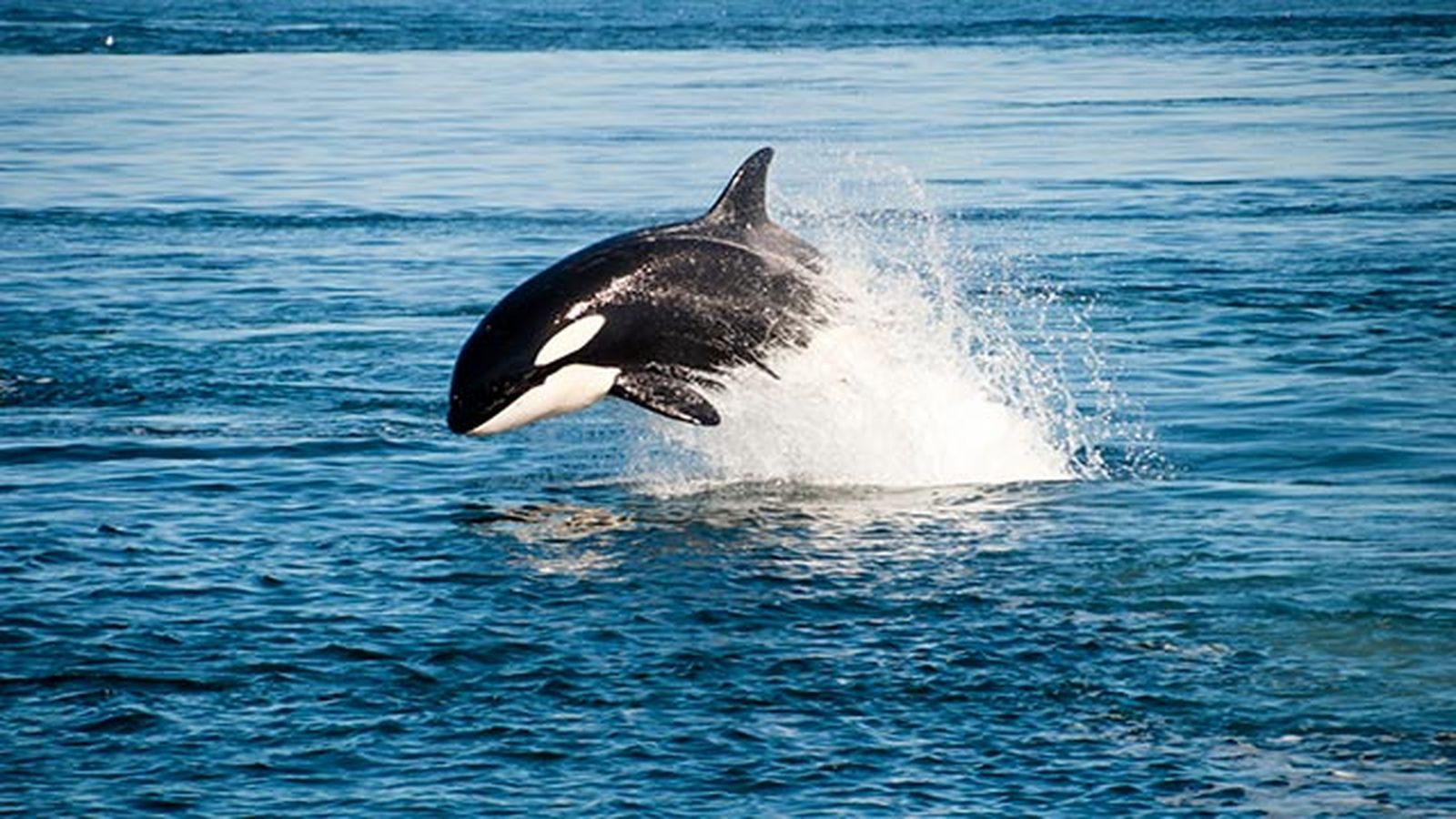 orca saltando