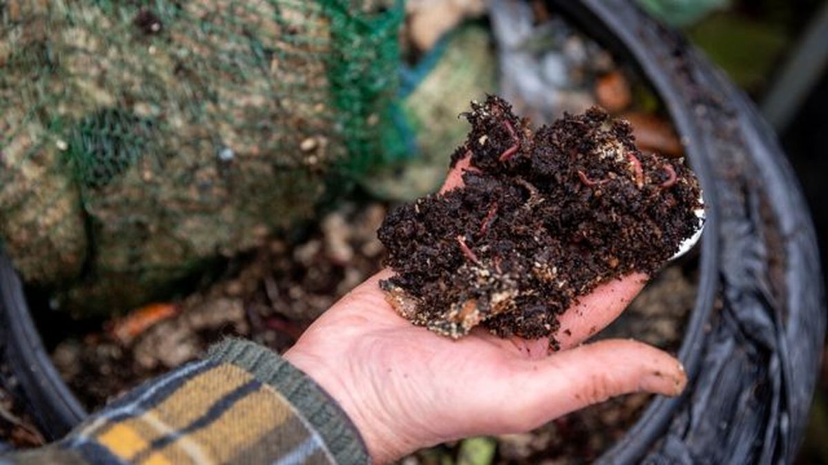 lombrices es compost