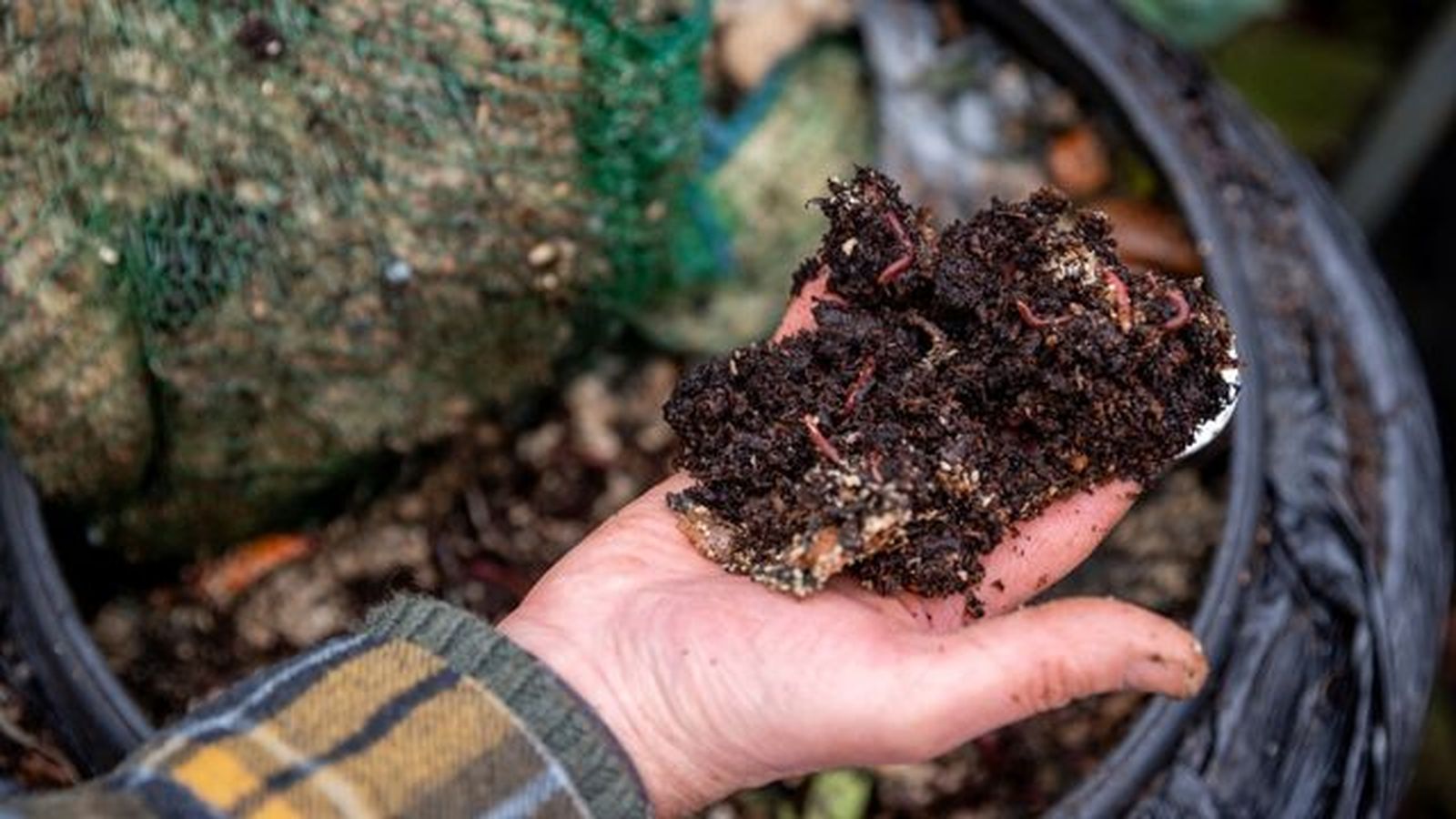 lombrices es compost