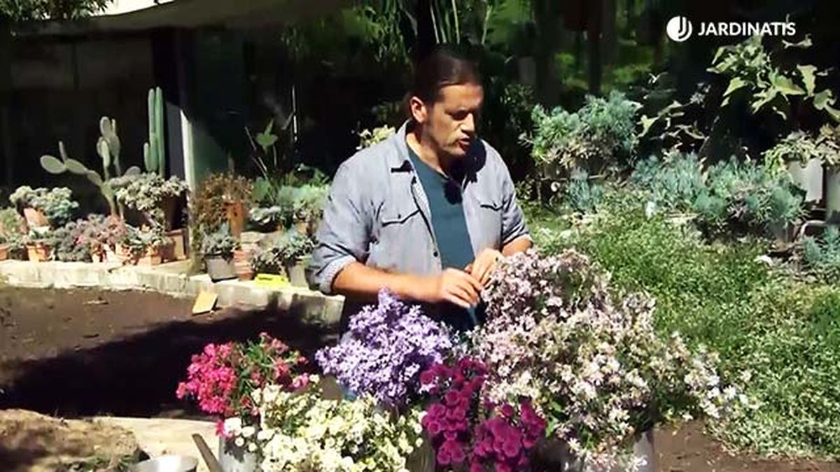 deko 0709 variedades aster