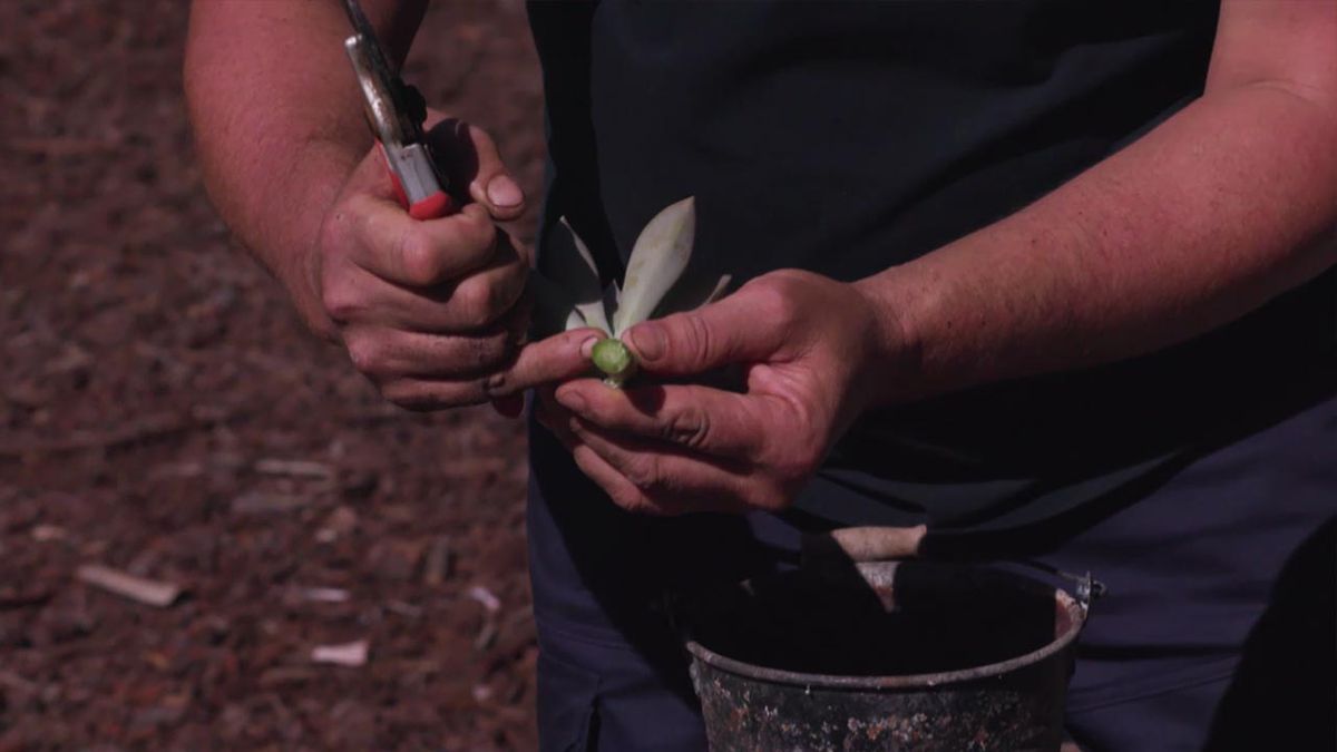brico 1007 jardin esqueje de Graptopetalum paraguayenses
