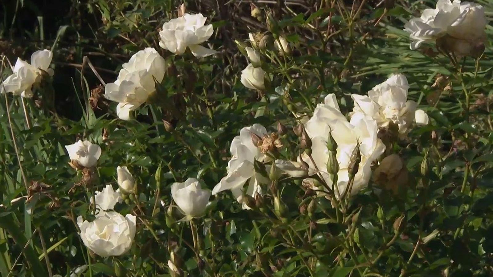 jardineria 759 rosa opalia