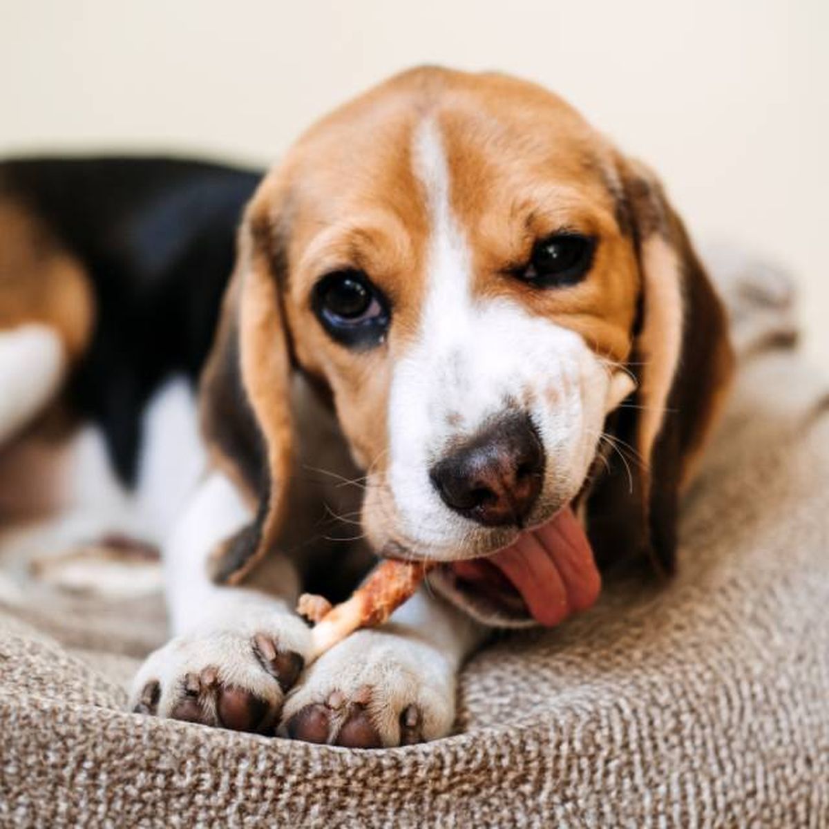 productos para perros mas vendidos amazon premios naturales