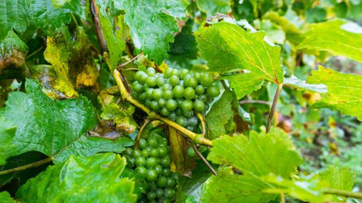 racimos uvas verdes sobre un fondo de hojas verdes