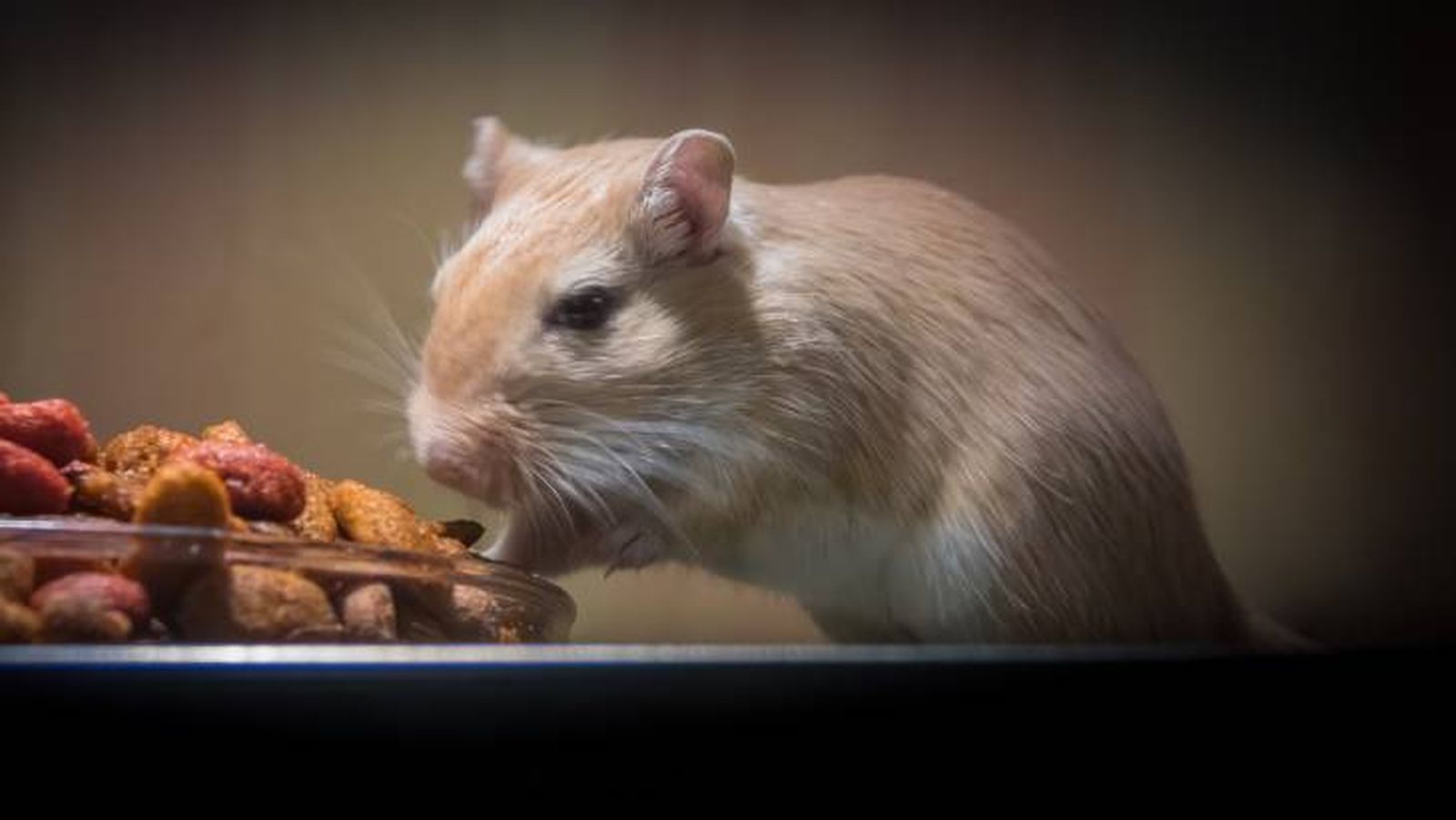 El jerbo de Mongolia es una adorable criatura que puedes tener en casa