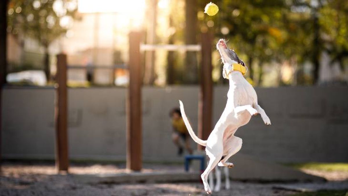 Al Whippet le encanta jugar con la pelota en el parque