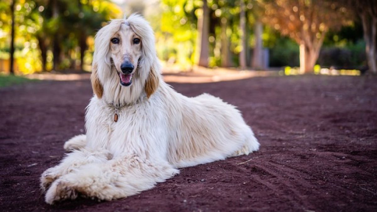 cuantas razas de perros hay 18