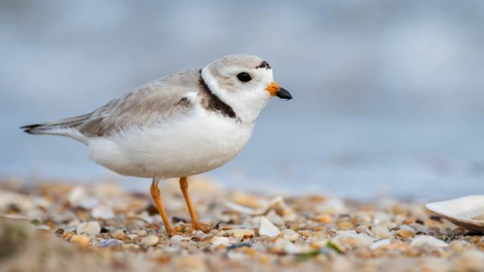 aves playeras migratorias curiosidades