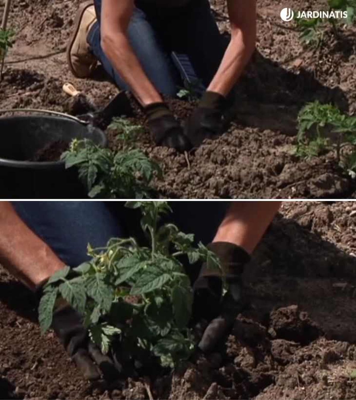 Plantación de las plántulas de tomate cherry en la huerta (añadiendo compost previamente)