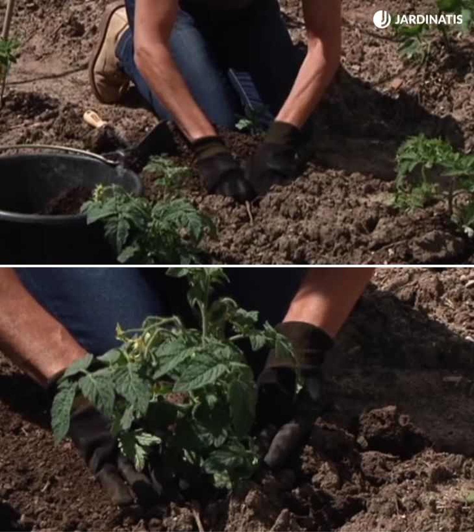 Plantación de las plántulas de tomate cherry en la huerta (añadiendo compost previamente)