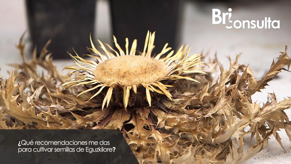 984 jardineria briconsulta cultivar semillas eguzkilore xl