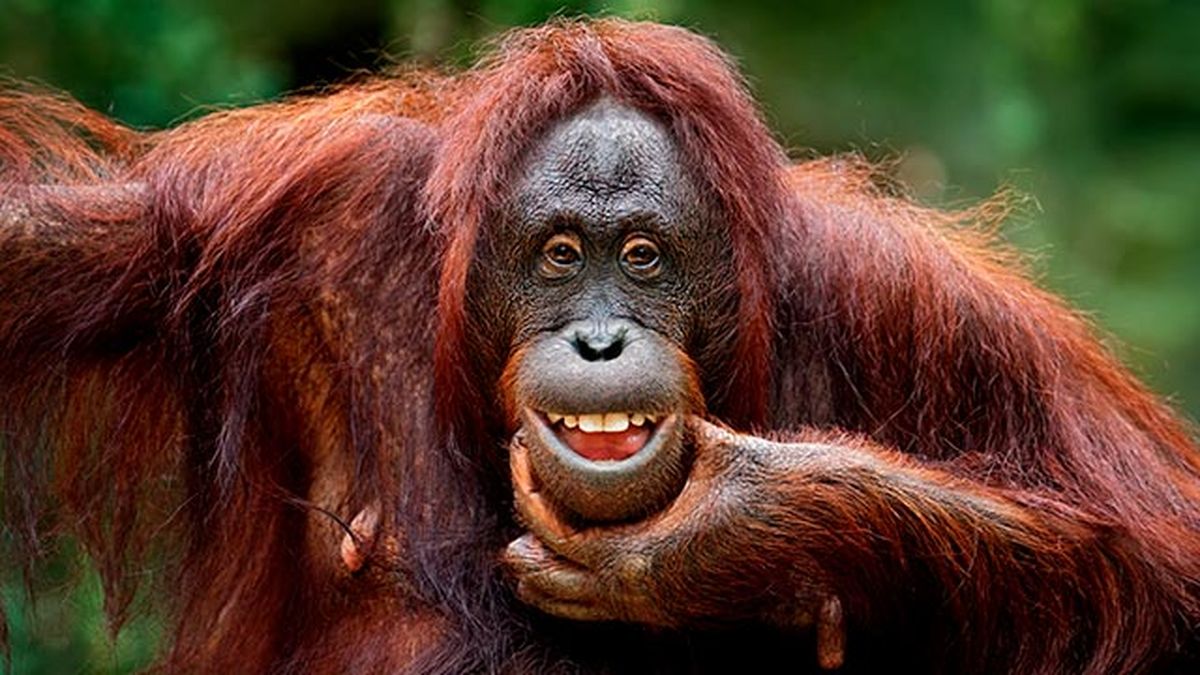animales felices 21 orangutan