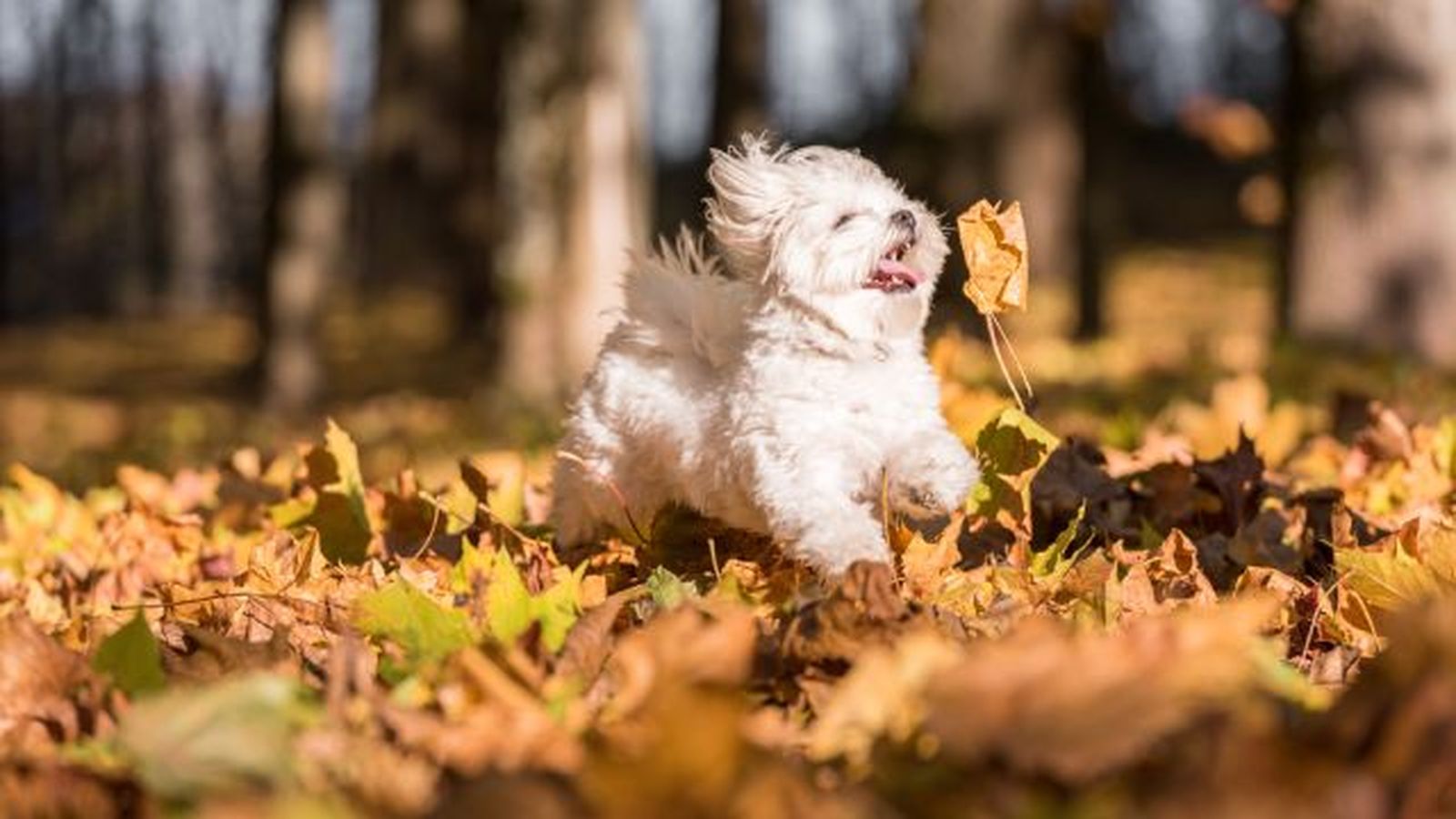 bichon maltes 8