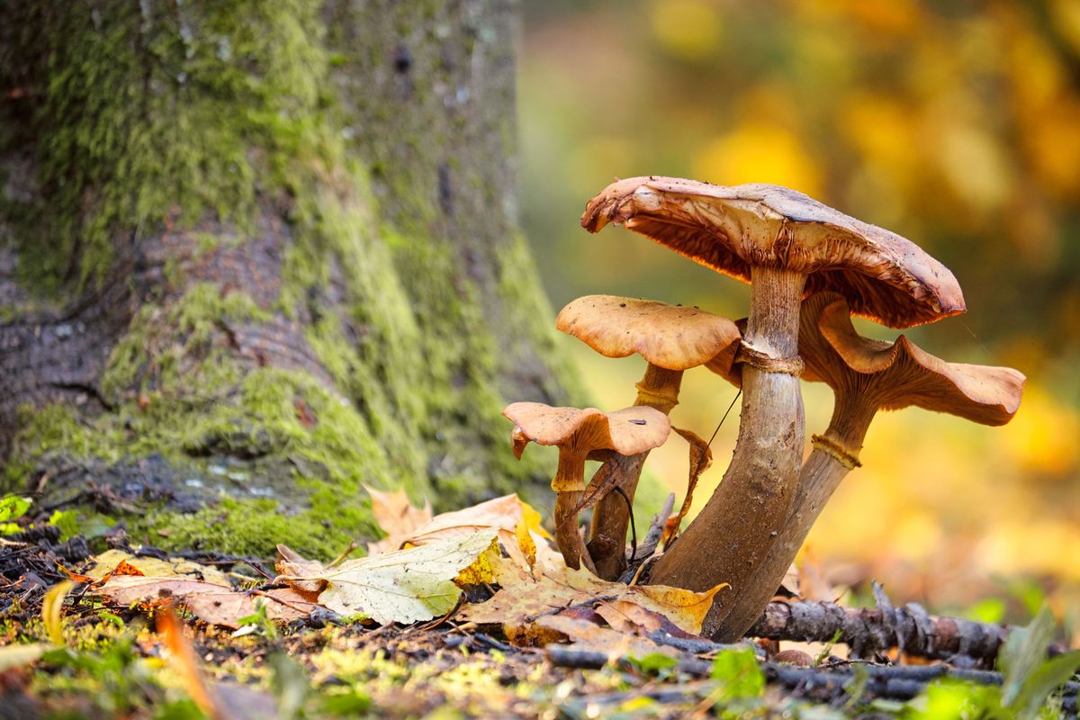 Árboles micorrizados