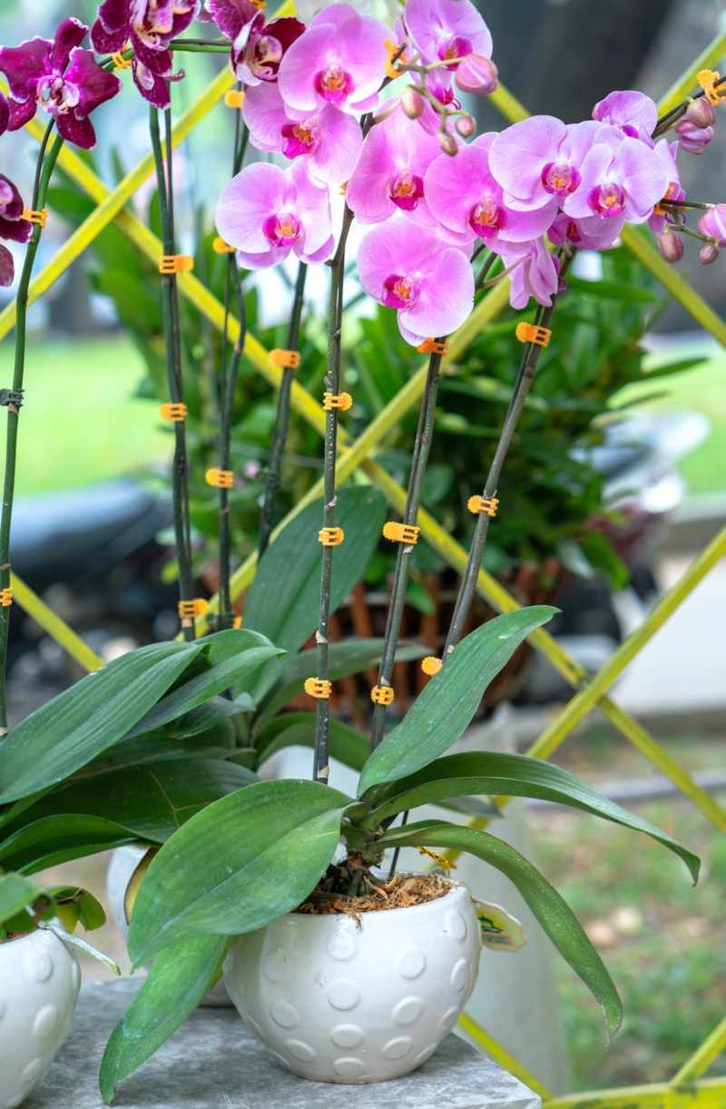 Orquídea Phalaenopsis.