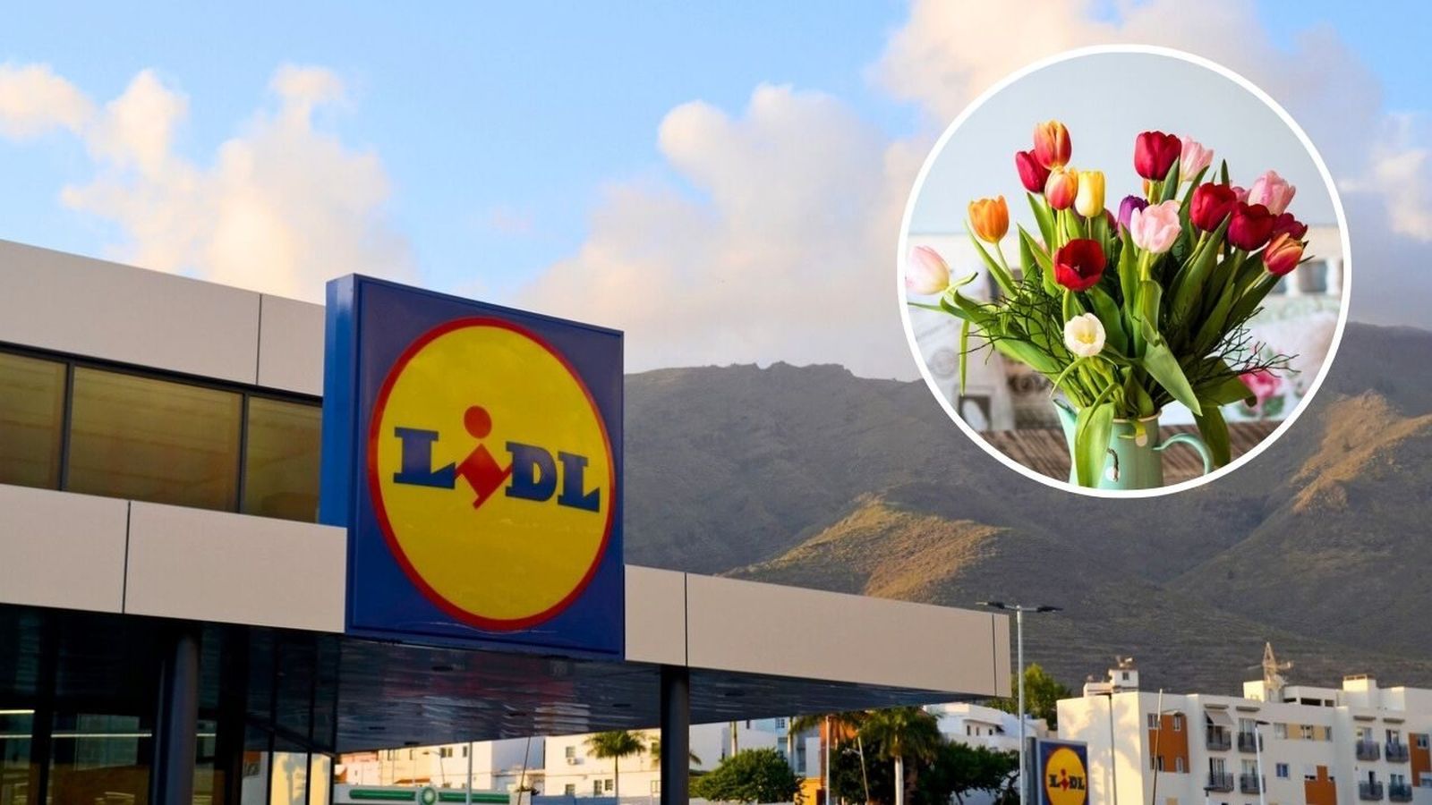 Los tulipanes de Lidl ya están en los supermercados.