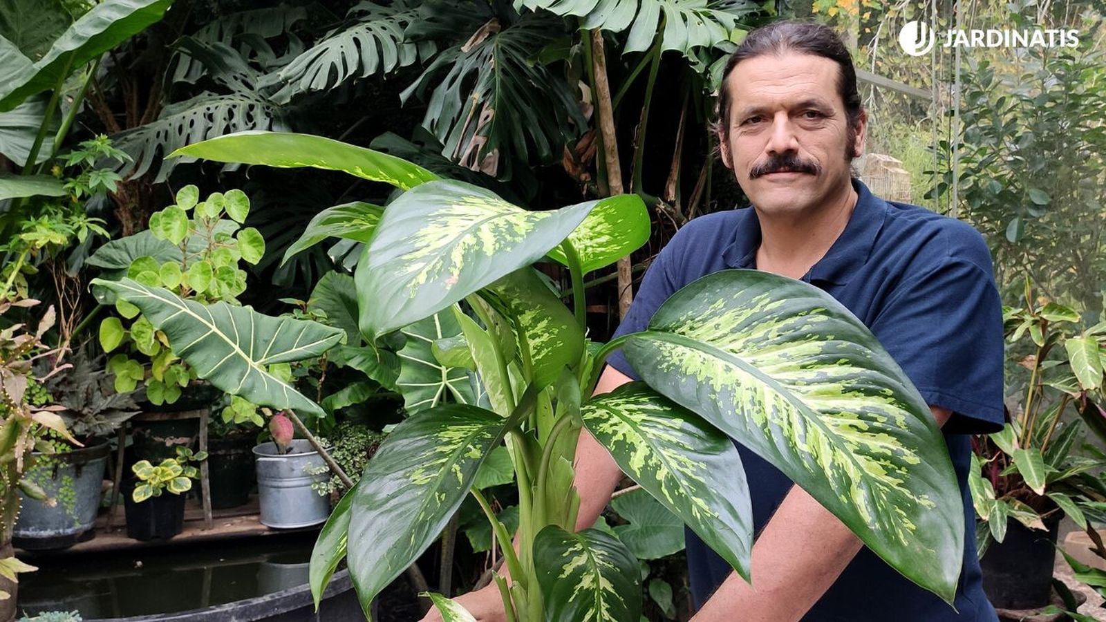 dieffenbachia cuidados y caracteristicas jardinatis 23 33