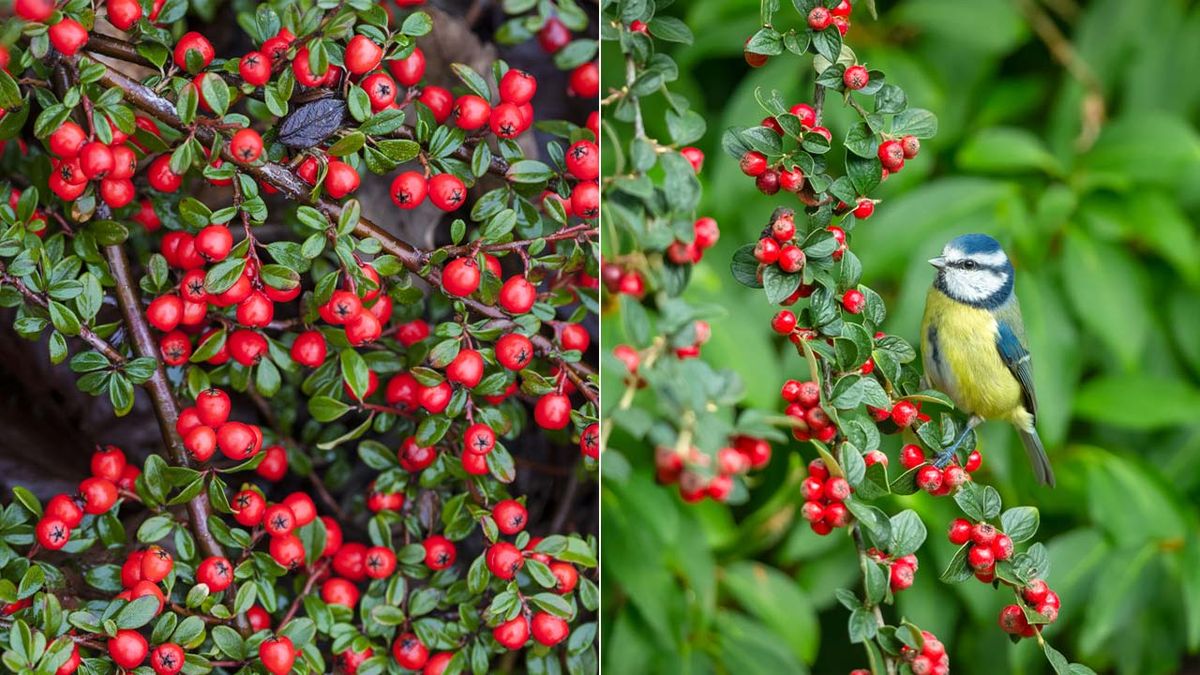 cotoneaster caracteristicas cultivo especies xl jardinatis